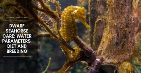 Dwarf Seahorse: Care, Diet, Tank, Water Parameters, and Breeding