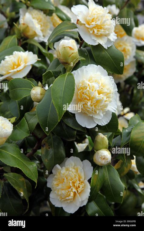 Camellia Jury s Yellow spring flowering evergreen shrub Stock Photo - Alamy