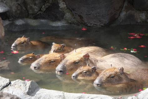 Capybara hot springs are back: gryzonie-friendly Onsen now available all over Japan – SoraNews24 ...