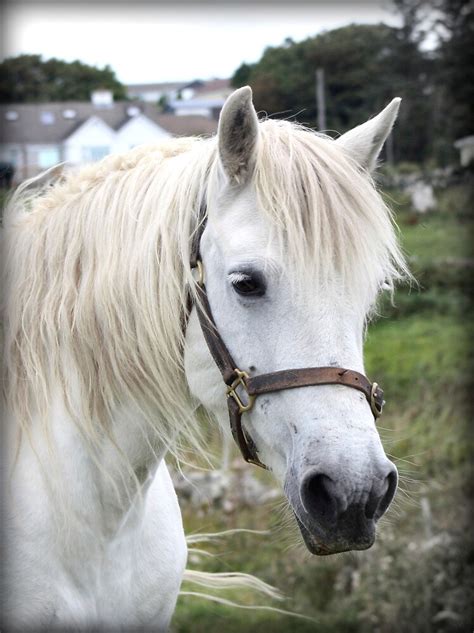 "Grey Connemara Pony Mare" by ConnemaraPony | Redbubble