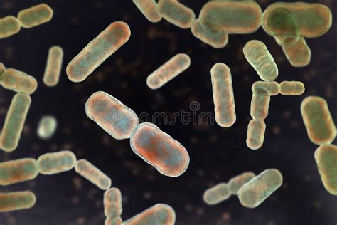 Bacteria Bacteroides Fragilis Stock Illustration - Illustration of ...