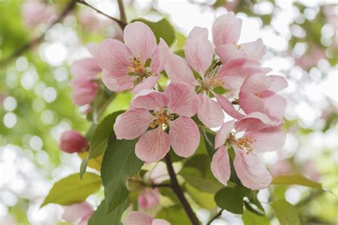 图片素材 : 性质, 科, 厂, 花瓣, 盛开, 餐饮, 弹簧, 生产, 植物学, 花园, 植物群, 樱花, 花卉, 树木, 灌木, 生活自然, 苹果树, 开花的树, 绿叶, 开花植物, 玫瑰 ...