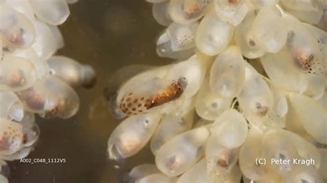 Giant Pacific octopus eggs hatching | Giant Pacific octopus eggs ...