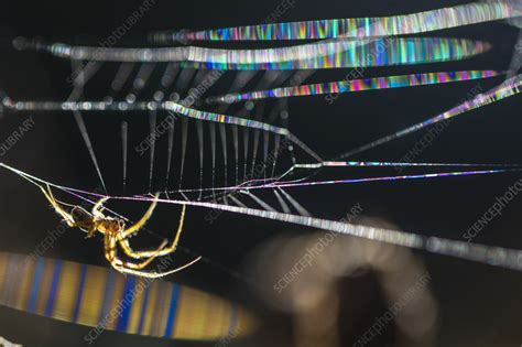 Common orb weaver male - Stock Image - C057/9943 - Science Photo Library