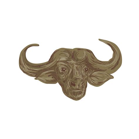 African Buffalo Head Drawing 10925268 Vector Art at Vecteezy