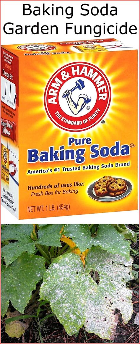 Baking Soda Garden Fungicide | Baking Soda Uses and DIY Home Remedies.