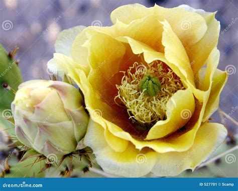 Beavertail Cactus Flower stock image. Image of rose, petals - 527701