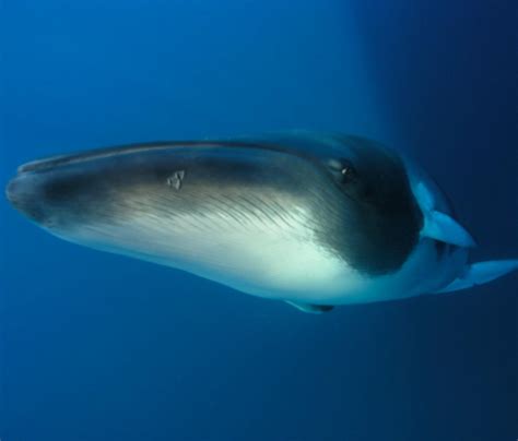 Dwarf Minke Whale Information and Picture | Sea Animals