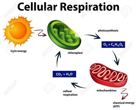 Word Equation for Cellular Respiration