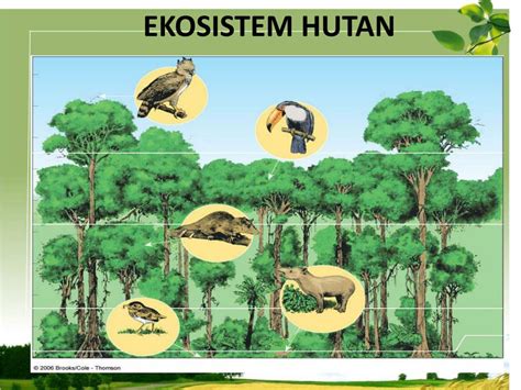 Detail Contoh Ekosistem Hutan Koleksi Nomer 20