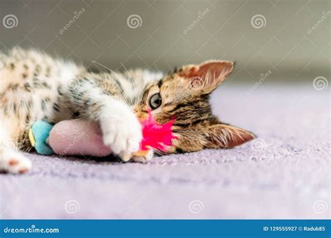 Cute Baby Cat Playing stock image. Image of mammal, cute - 129555927