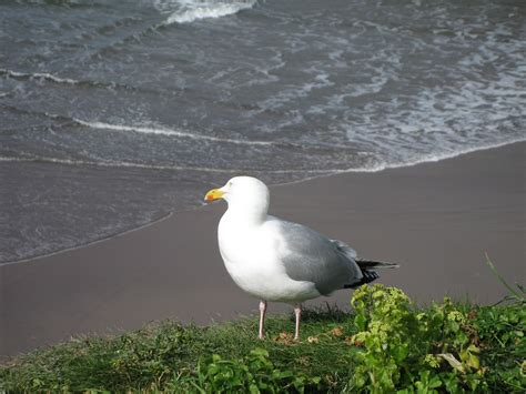 Seagull Beach Bird - Free photo on Pixabay - Pixabay