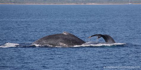 Humpback Whale Mothers and Their Babies