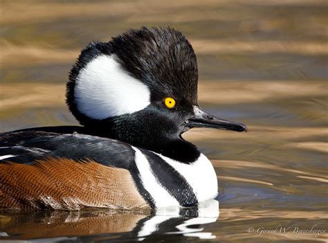 Hooded Merganser | BirdNote