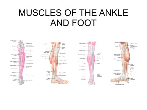 MUSCLES OF THE ANKLE AND FOOT