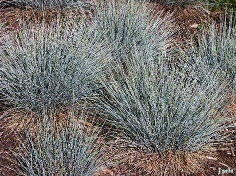 Blue fescue | The Morton Arboretum