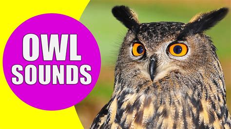 OWL Sounds Different Types Of Owls And Their Sounds | peacecommission ...