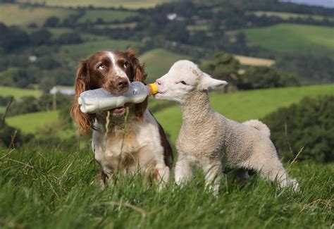 A sheepdog feeds baby lamb milk from bottle (5 pics) | Amazing Creatures