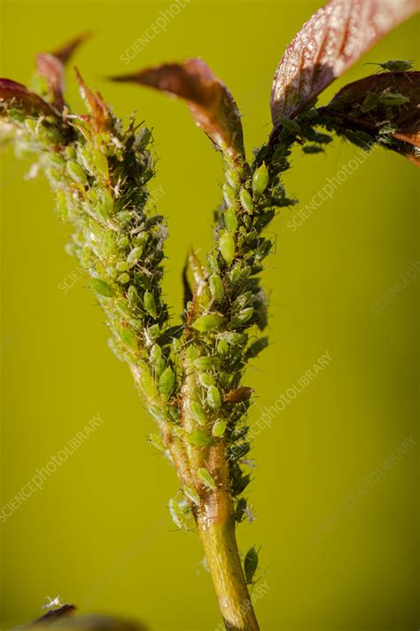 Rose aphids - Stock Image - C055/9839 - Science Photo Library