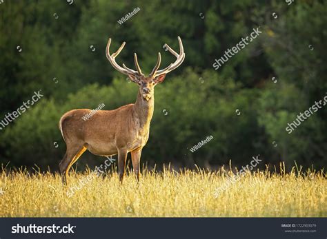 1,023,921 Deer Images, Stock Photos, 3D objects, & Vectors | Shutterstock