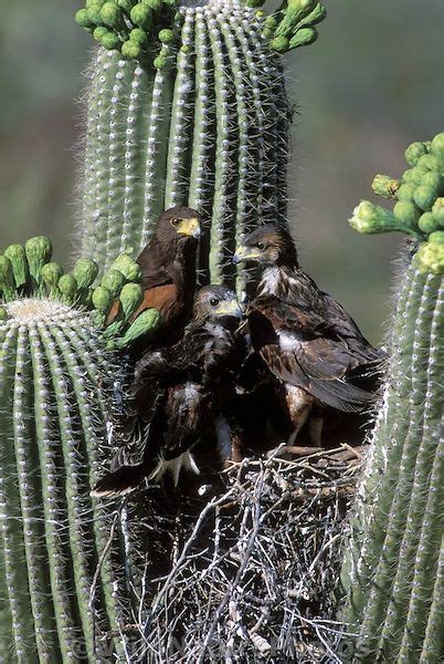 sonoran desert animals and plants - Appearance Chatroom Picture Library