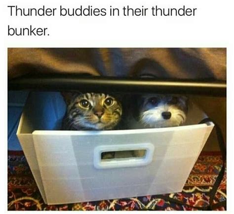 Thunder buddies for life. : wholesomememes