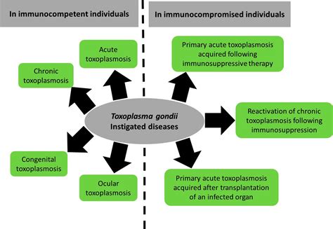 Figure 1 from Comprehensive Overview of Toxoplasma gondii-Induced and Associated Diseases ...