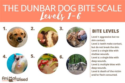 The 6 Levels of Dog Bites - The Dunbar Bite Scale