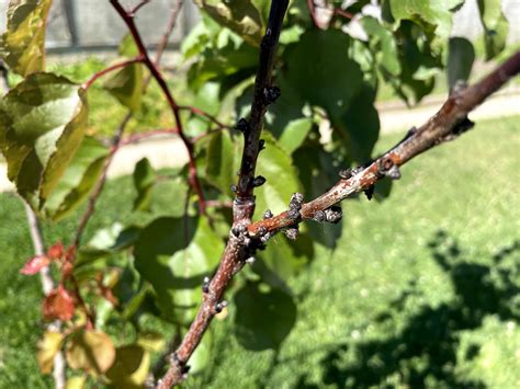 diseases - What's killing my apricot tree? - Gardening & Landscaping Stack Exchange