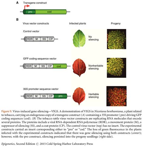 Epigenetic Regulation in Plant Responses to the Environment