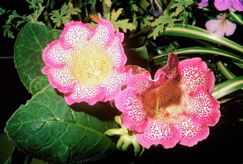 Sinningia Speciosa Flowers Photograph by Irene Windridge/science Photo ...