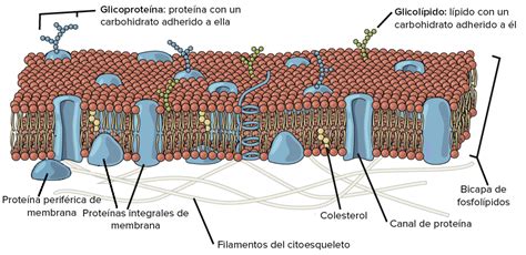 Cuales Son Los Componentes De La Membrana Plasmatica - Dinami