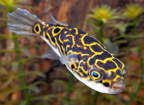 Figure Eight Pufferfish (Tetraodon biocellatus) | Аквариумные рыбки, Пресноводная рыба, Морские ...