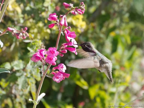 Attract hummingbirds