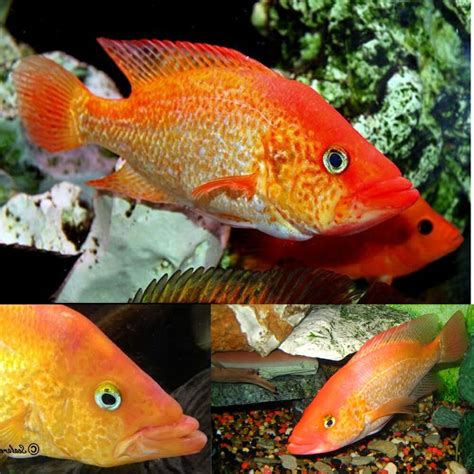 Aquarium Central -American Cichlid Geo - Pearl Cichlid (Geophagus Braziliensis) 12cm - Aquarium ...