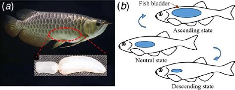 (a) Images of a natural fish and its bladder and (b) the schematic of... | Download Scientific ...