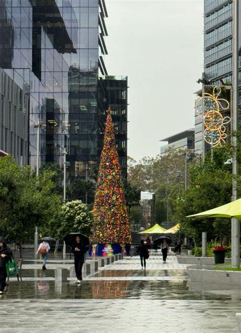 Giant Outdoor Christmas Trees | Commercial Christmas Services