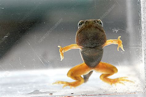 Tadpole metamorphosis - Stock Image - Z700/0706 - Science Photo Library