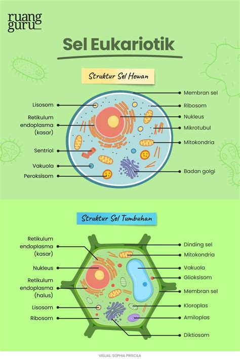 Apa Itu Sel? Kenali Jenis & Strukturnya, Yuk! | Biologi Kelas 7