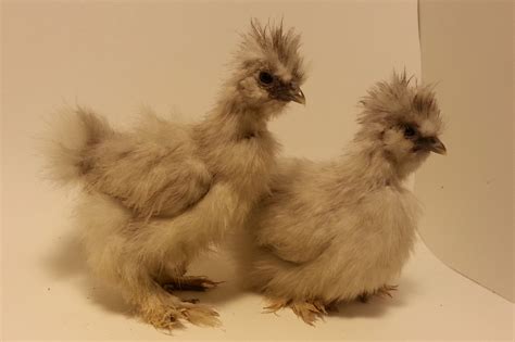 Silkies - Little Bit of Sunshine Farm