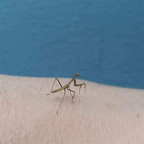 Baby Narrow-Winged Mantises!! | Reptiles Amino