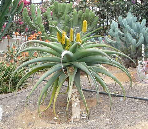 Aloe Ferox | Aloe ferox Miller | CACTUS ROCÍO | Pinterest | Aloe, Cacti and Plants