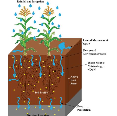 Schematic representation of nutrient leaching in the soil profile.... | Download Scientific Diagram