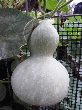 Drying Gourds for Decoration | The Links Site | How to dry gourds, Gourds, Decorative gourds