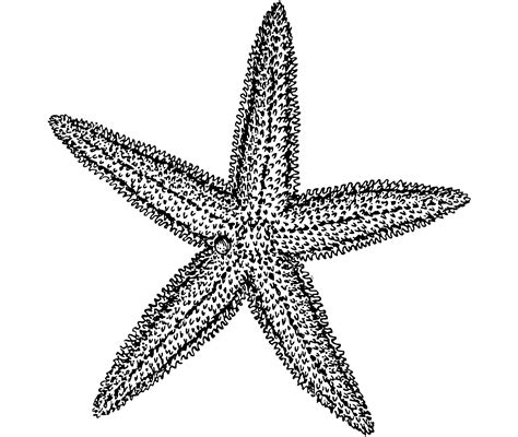 Starfish Illustration Clipart Free Stock Photo - Public Domain Pictures