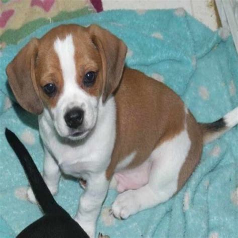 Chihuahua Beagle Mix Puppies For Sale | PETSIDI