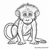 Baboon Coloring Pages  Free & Printable sketch template