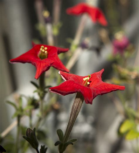 Petunias Rare and Red - Plant Talk