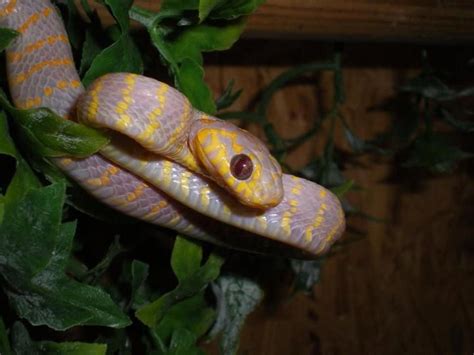 ALBINO MANGROVE SNAKE | Amphibiens, Reptiles, Serpent