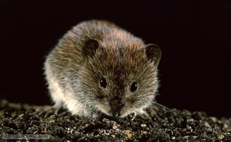 BBC Nature - Bank vole videos, news and facts